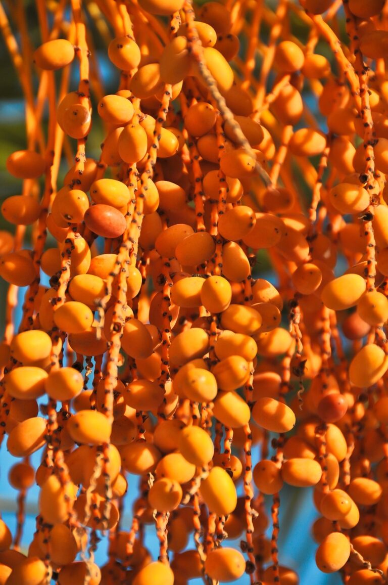 Wholesale Kurma