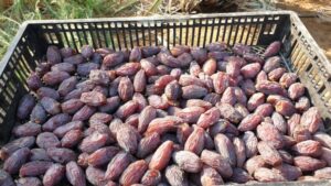 dates wholesaler